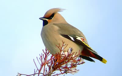 Sidensvansens Samfällighetsförening